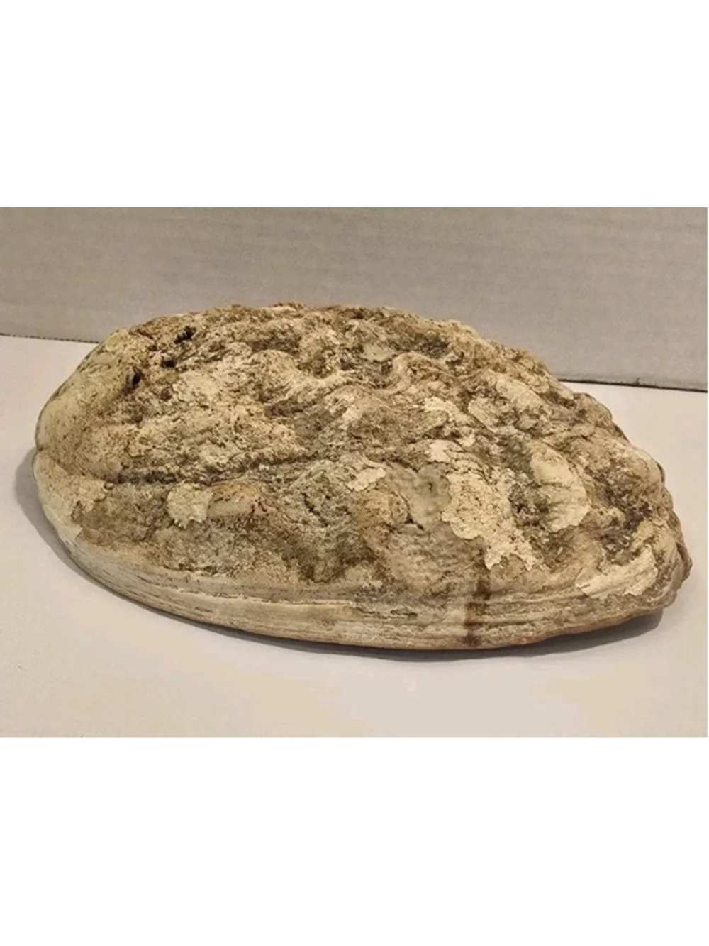 Antique Vintage Abalone Mother Of Pearl Shell